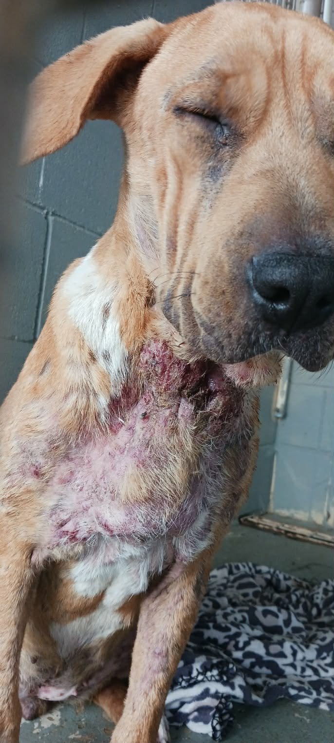 AVA - Hound available for adoption