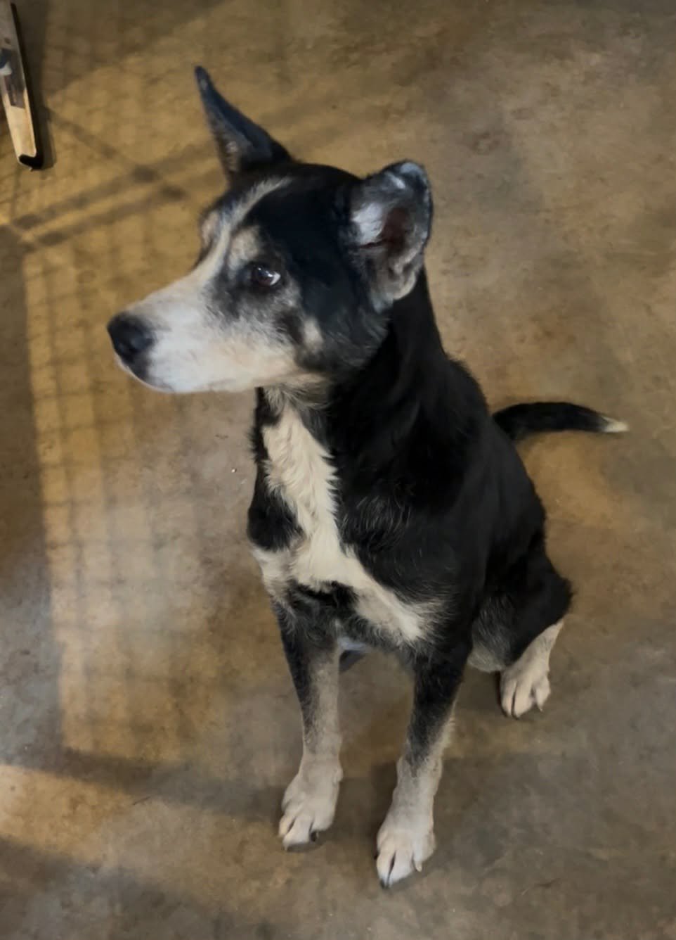 LEO - Husky available for adoption