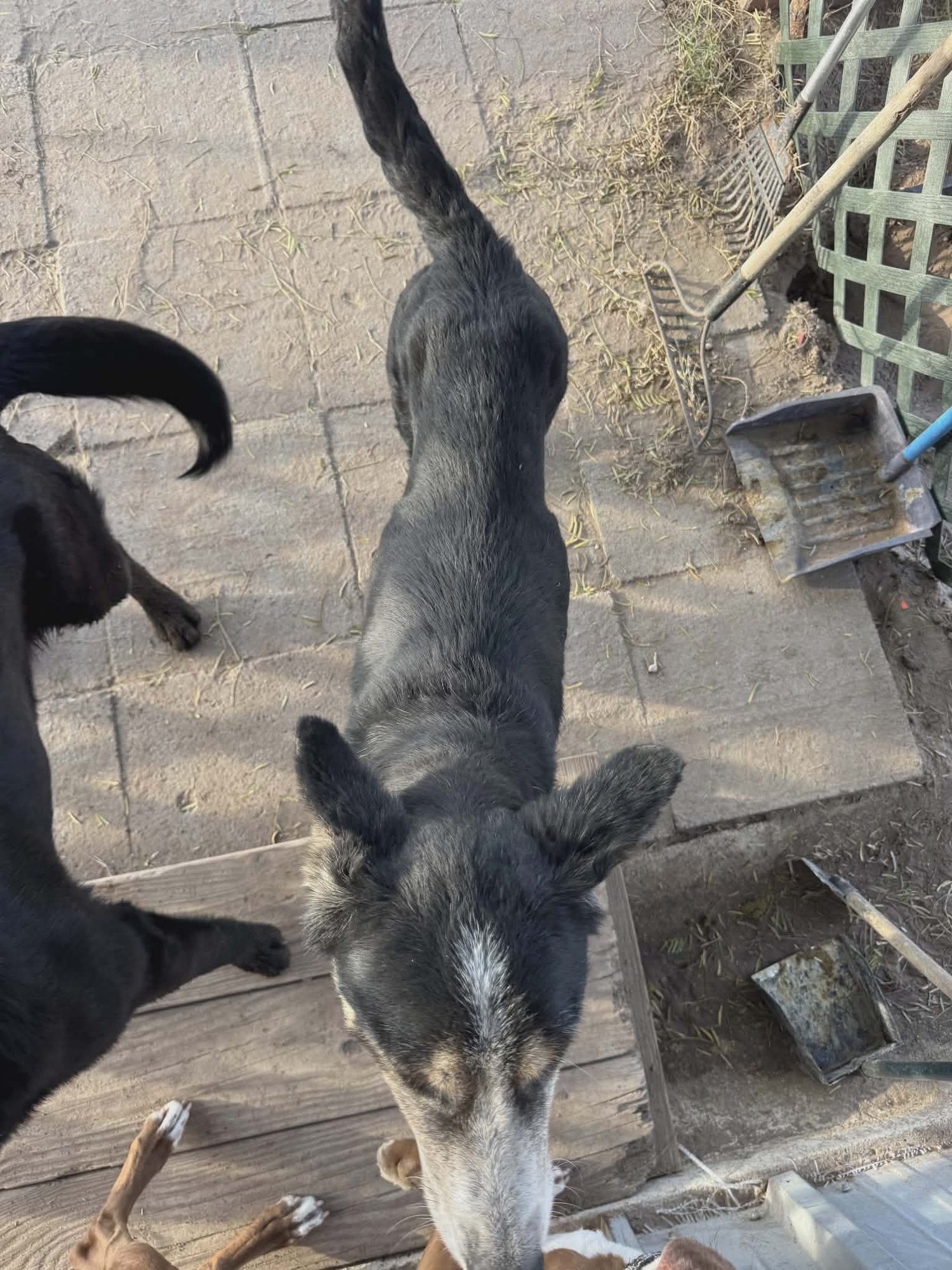 LEO - Husky available for adoption