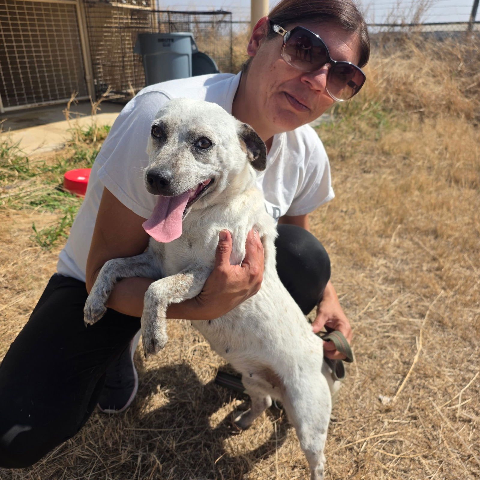 DIXIE - Australian Cattle Dog/Blue Heeler available for adoption