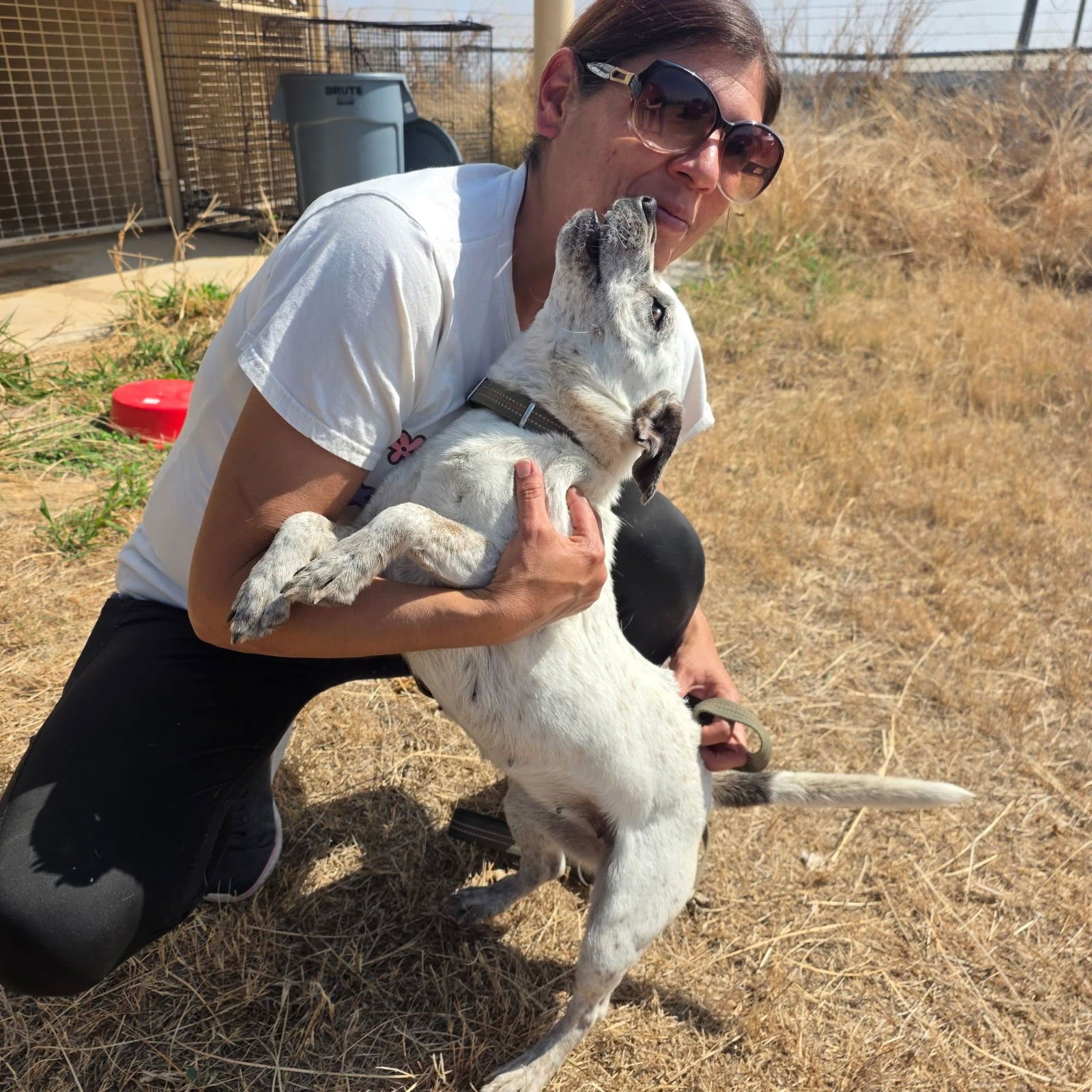 DIXIE - Australian Cattle Dog/Blue Heeler available for adoption