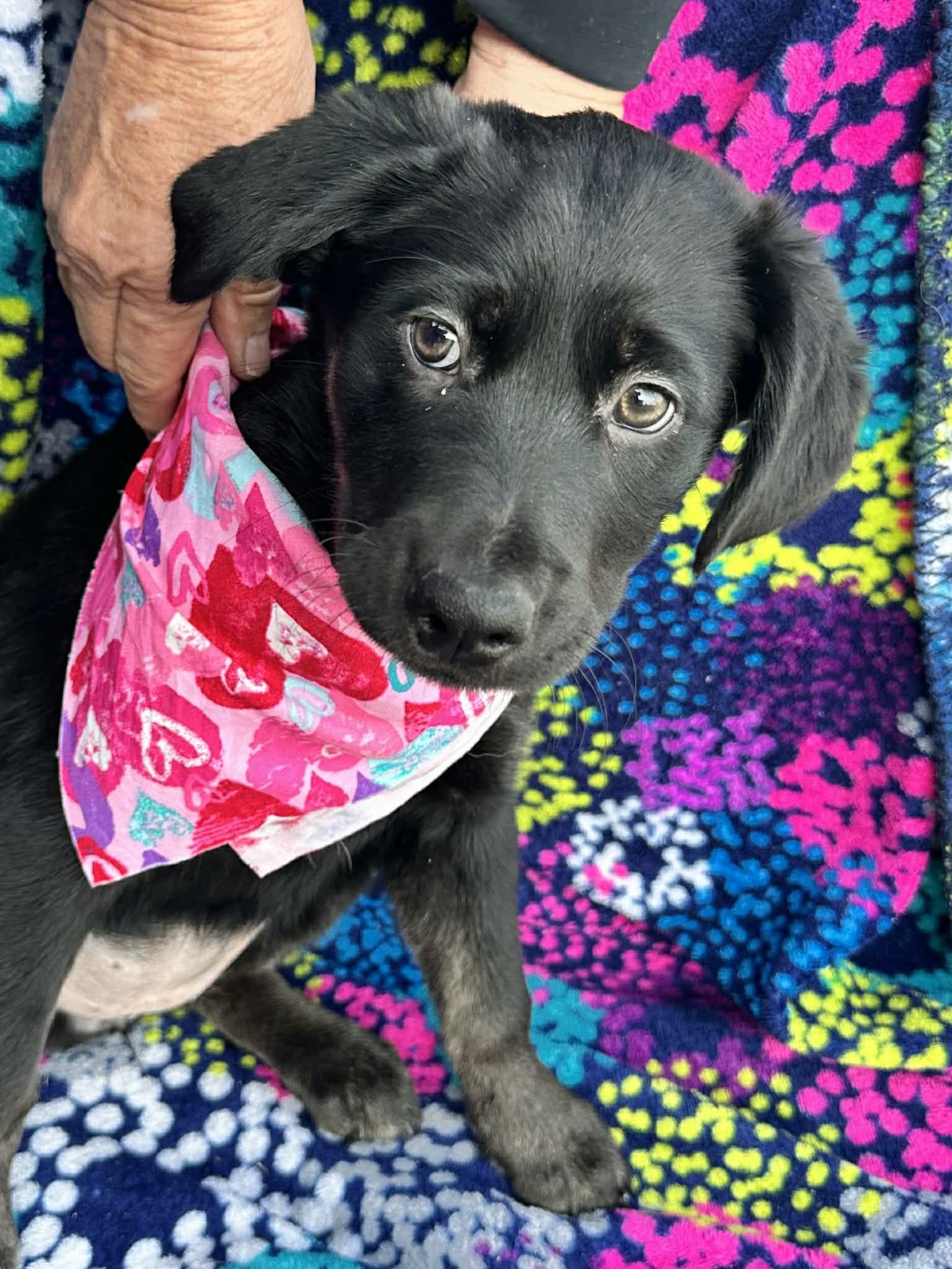 PRECIOUS - Labrador Retriever / Husky available for adoption