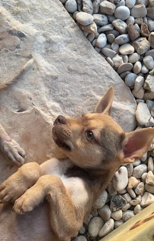 BELLA - Unknown for adoption in Paterson