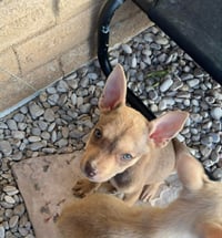 Bella - Photo 2