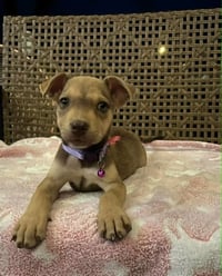 Bella - Photo 3