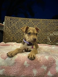 Bella - Photo 4