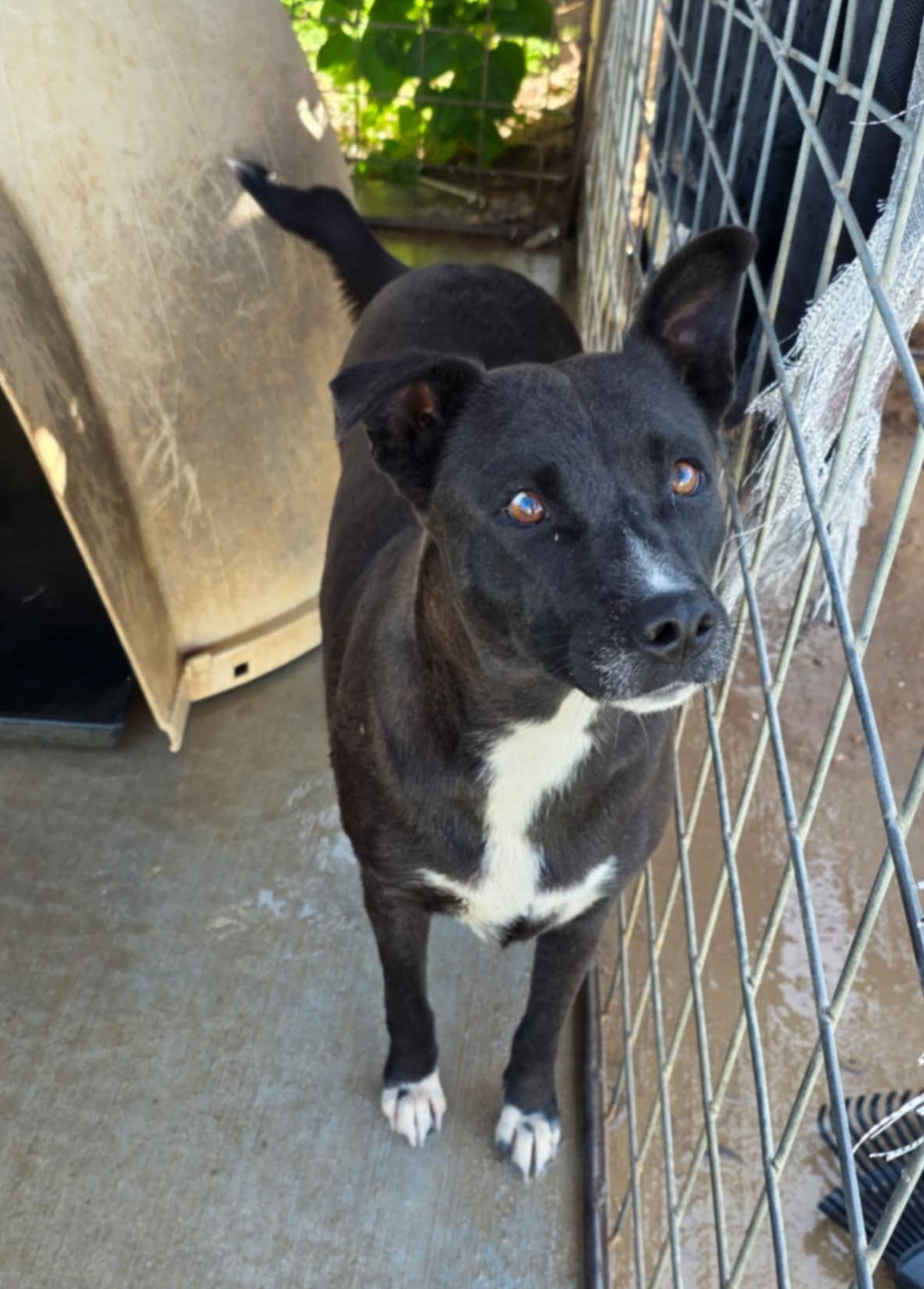 CHINA - American Staffordshire Terrier available for adoption