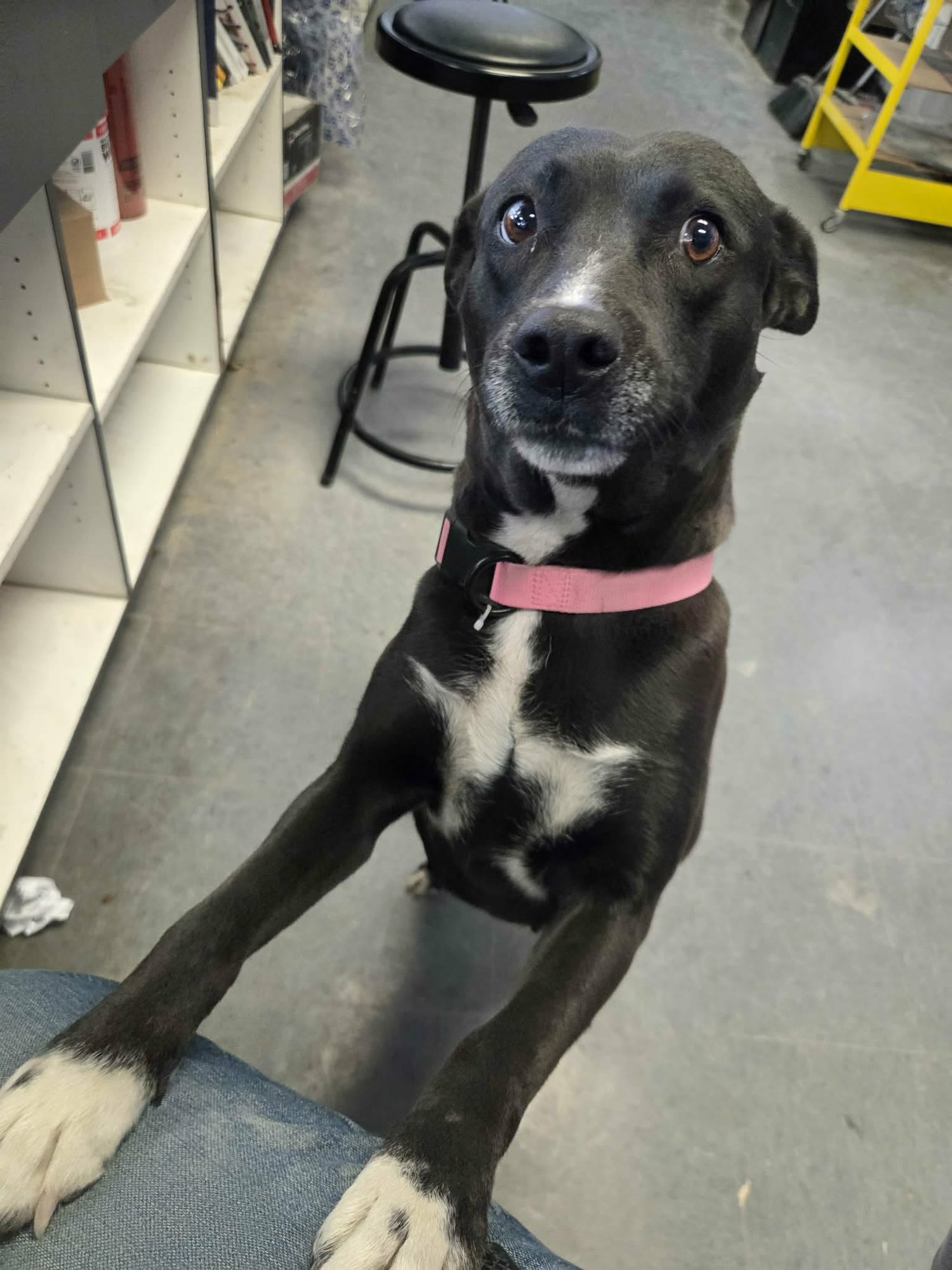 CHINA - American Staffordshire Terrier available for adoption