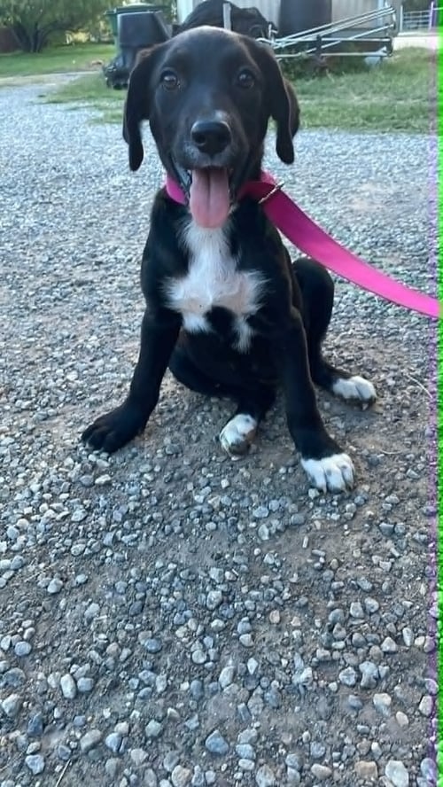 PATCH (AKA SUGAR)