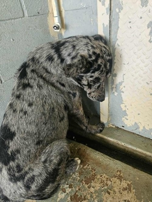 WHISKEY - Catahoula Leopard Dog available for adoption