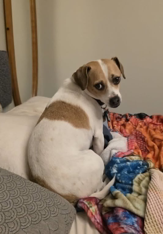 Barkley Image