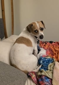 Barkley - Photo 1