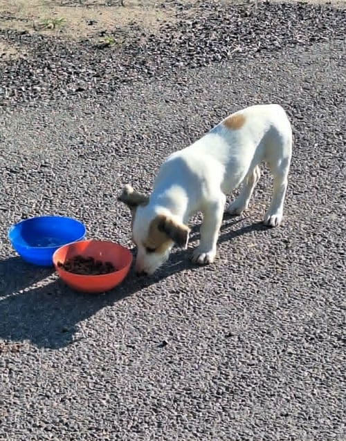 BARKLEY - Jack Russell Terrier available for adoption