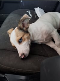 Barkley - Photo 3