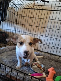 Barkley - Photo 4