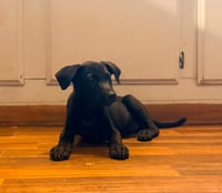 Lily - Photo 1