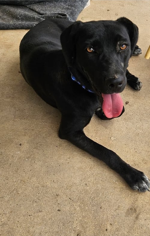 JADE - Labrador Retriever for adoption in Paterson