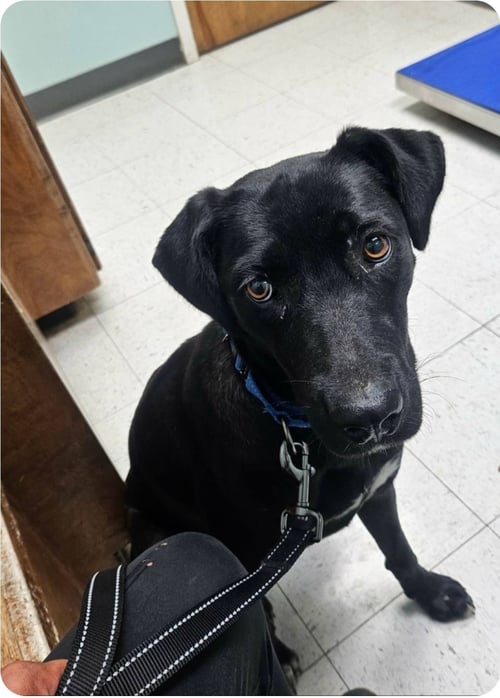 JADE - Labrador Retriever available for adoption