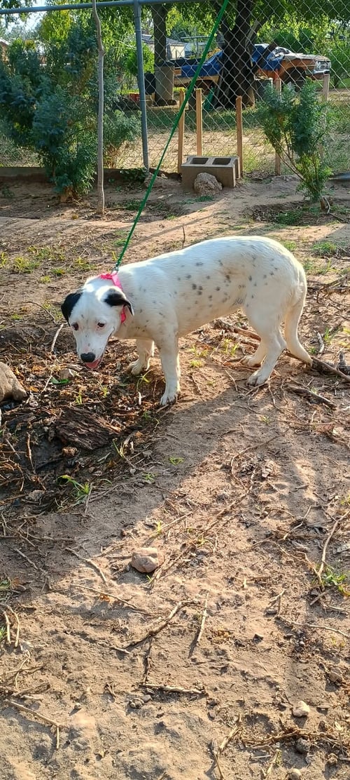 POPIS - Unknown for adoption in Paterson