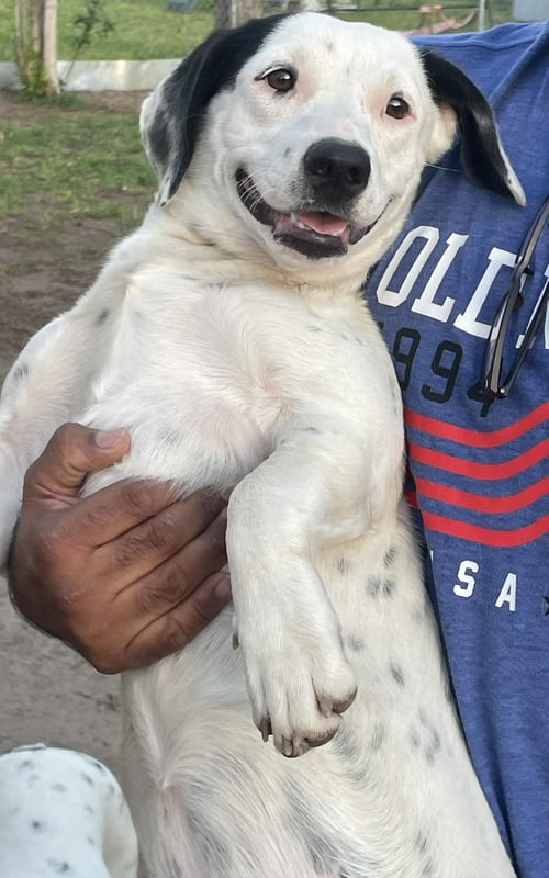 POPIS - Unknown available for adoption