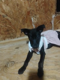 Zena - Photo 1