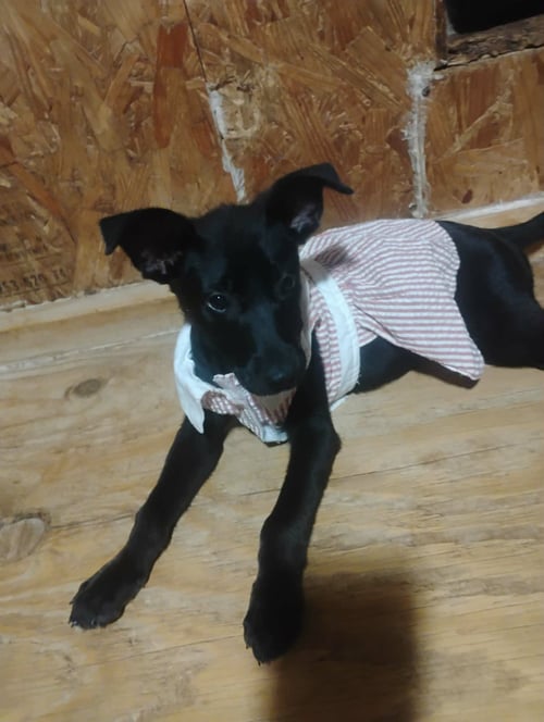 ZENA - Unknown available for adoption