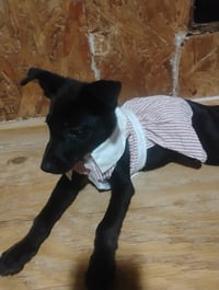 Zena - Photo 3