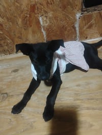 Zena - Photo 4
