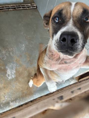 SADIE - Boxer available for adoption