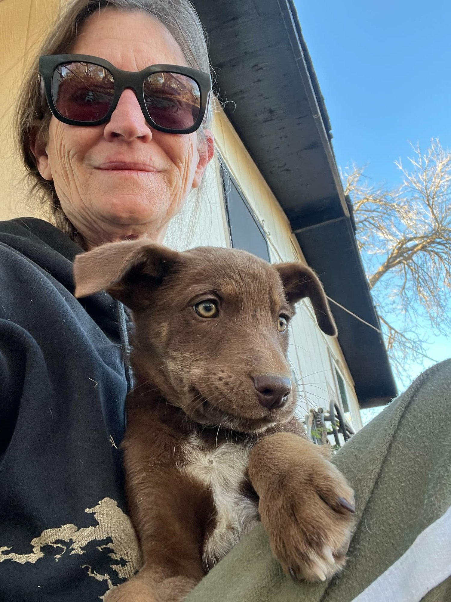 JUNO - Husky available for adoption