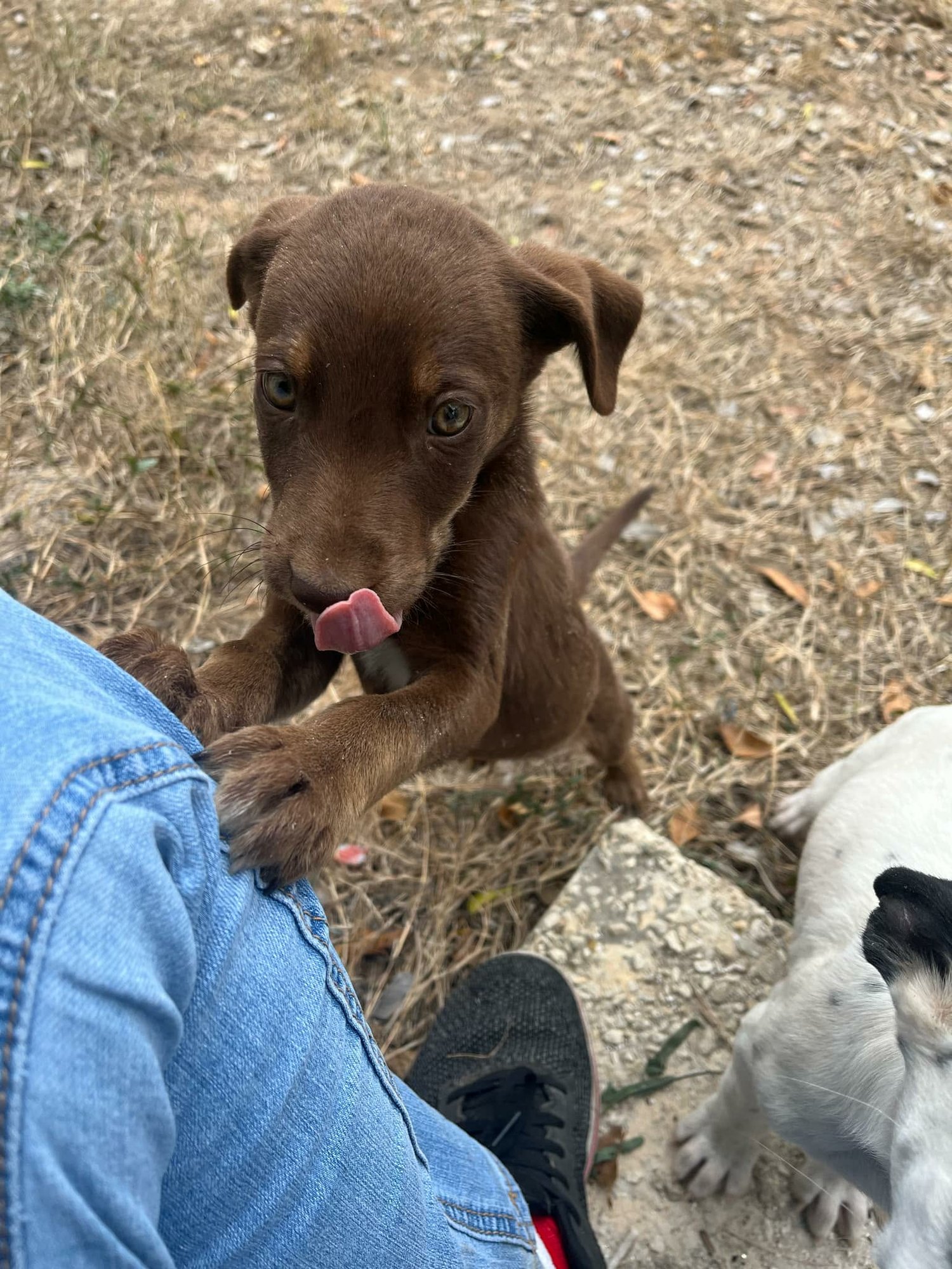 JUNO - Husky available for adoption