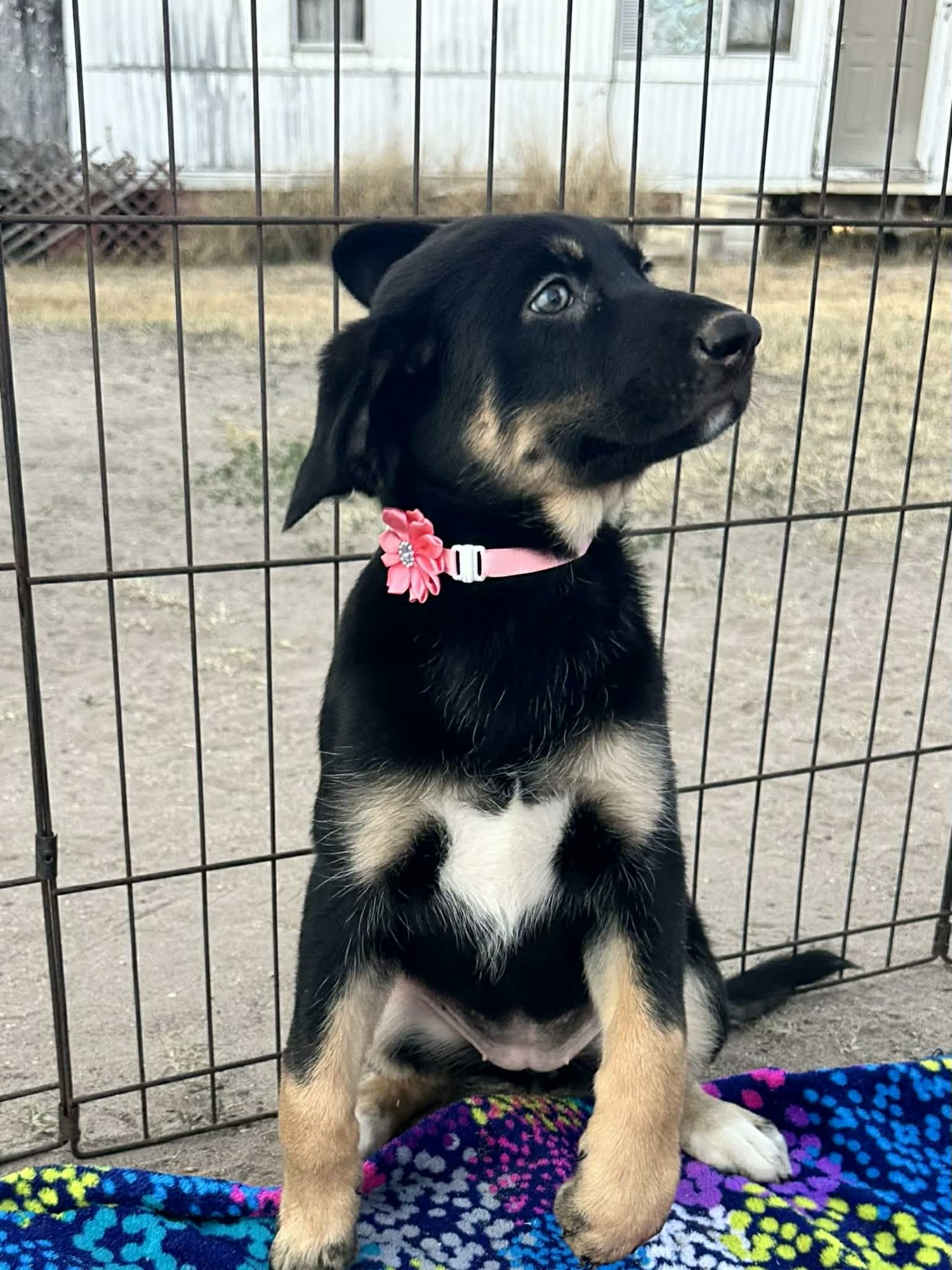 RIVER - Labrador Retriever / Husky available for adoption