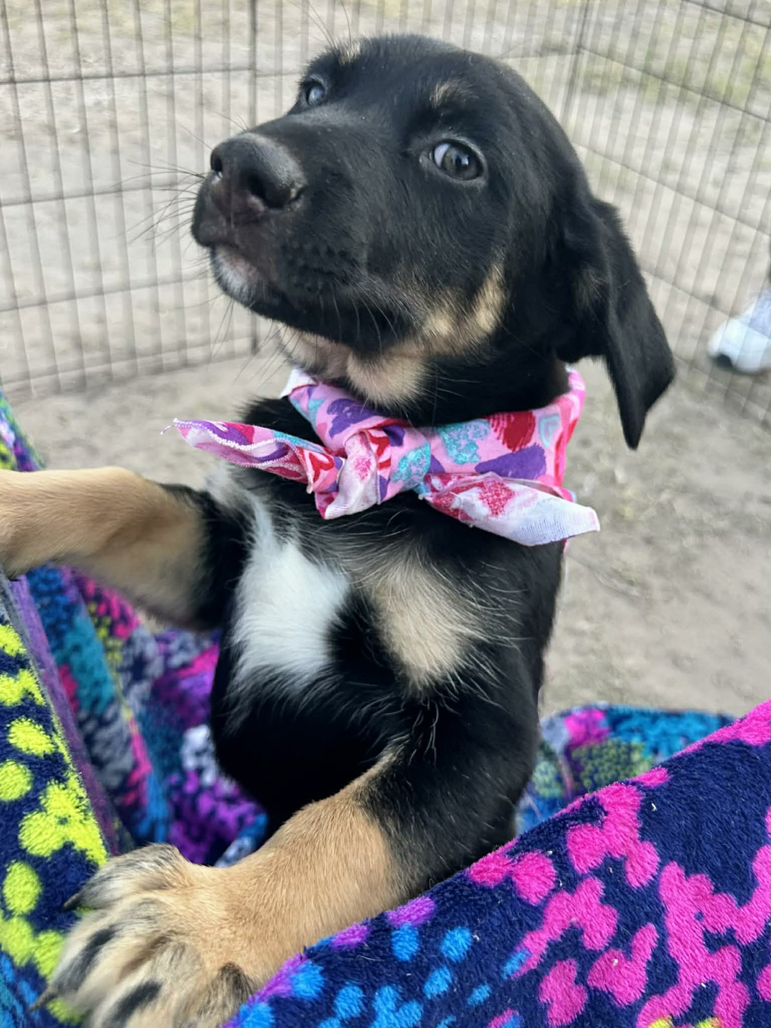 RIVER - Labrador Retriever / Husky available for adoption