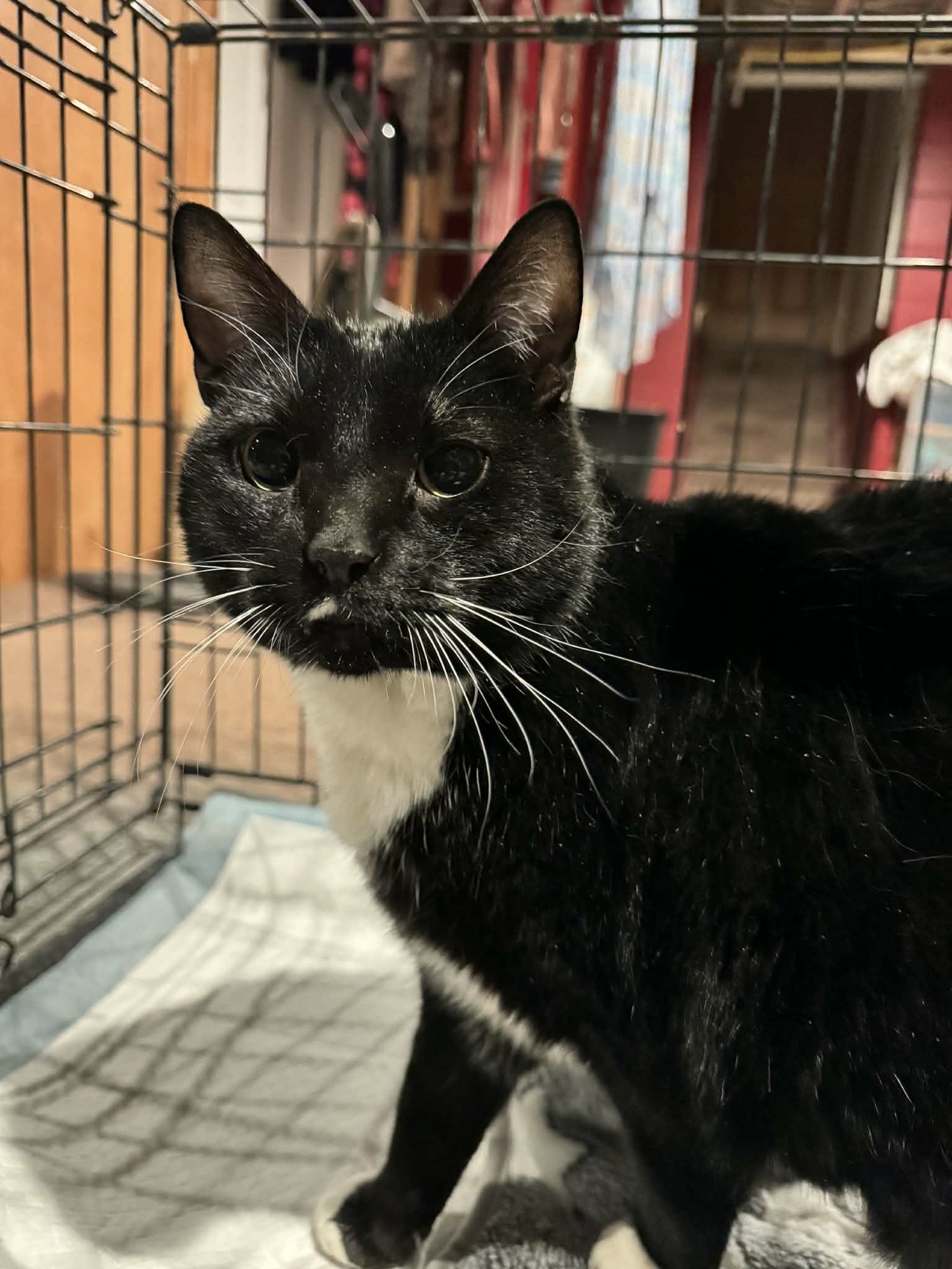 WINNIE - Domestic Medium Hair for adoption in Paterson