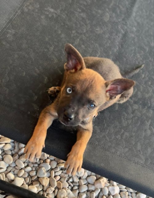 PEPPER - Unknown for adoption in Paterson