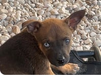Pepper - Photo 2