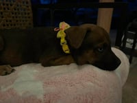 Pepper - Photo 3