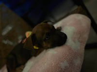 Pepper - Photo 4
