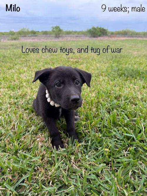 MILO - Labrador Retriever / German Shepherd Dog for adoption in Paterson