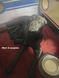 Milo - Photo 3