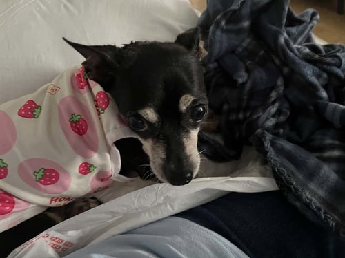 PEBBLES - Chihuahua available for adoption