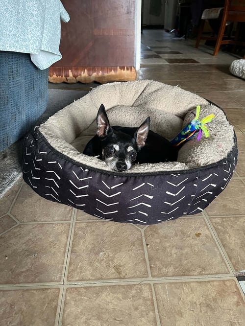 PEBBLES - Chihuahua available for adoption