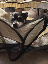 Pebbles - Photo 4