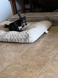 Pebbles - Photo 5