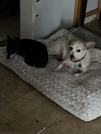 Pebbles - Photo 8