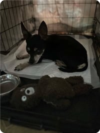 Pebbles - Photo 9