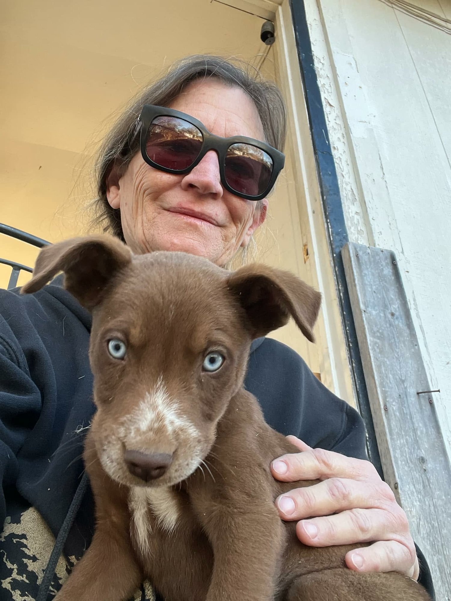 JOHNNY - Husky available for adoption