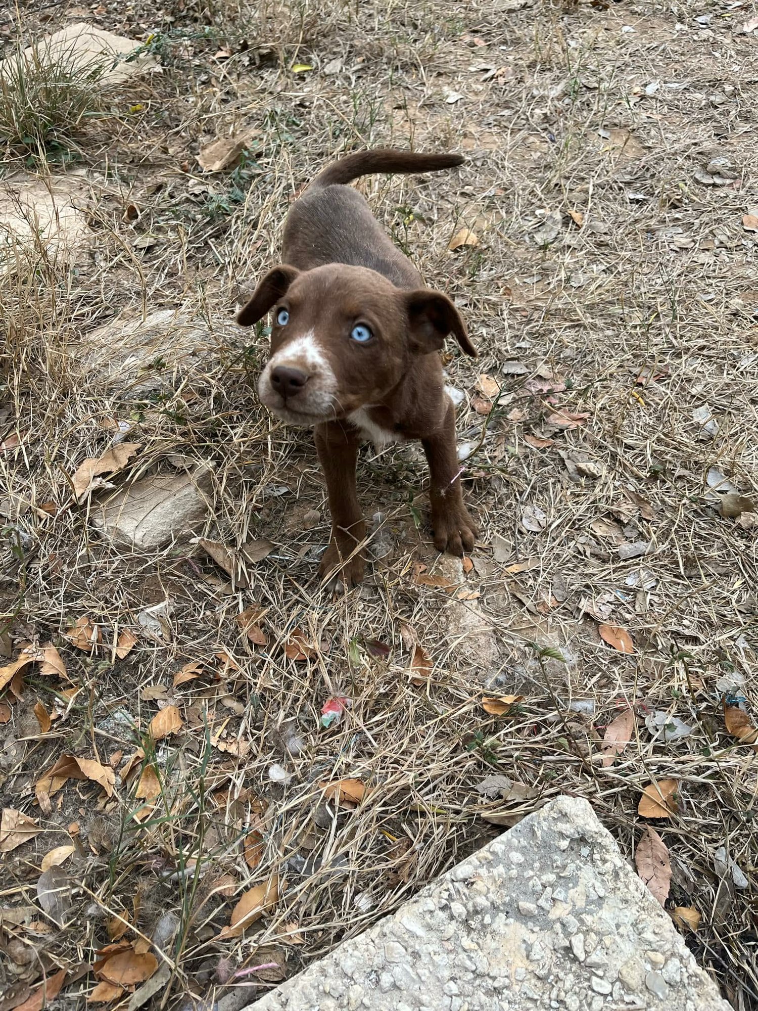 JOHNNY - Husky available for adoption