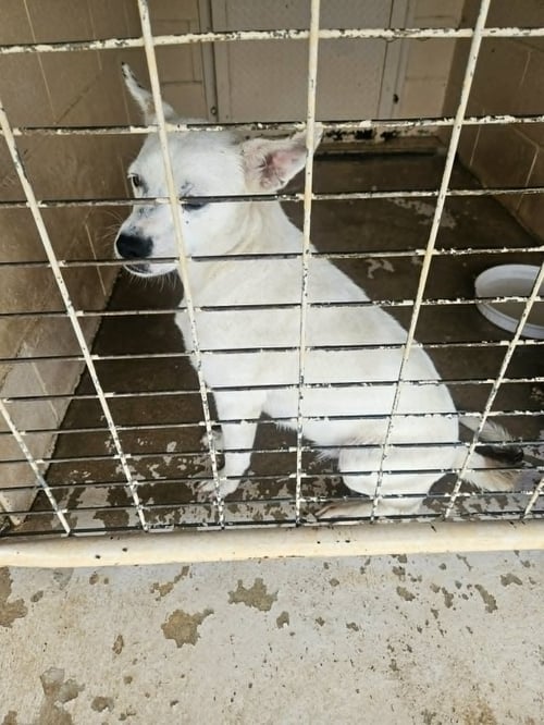 COTTON - Unknown available for adoption