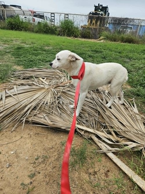 COTTON - Unknown available for adoption